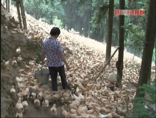 廣西岑溪：萬畝松香飄。央視視頻截圖。