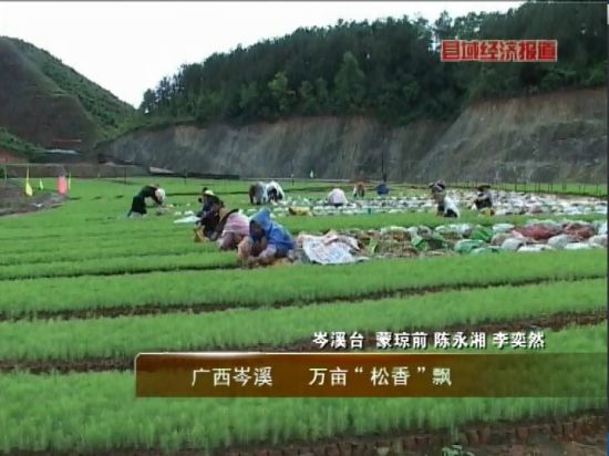 廣西岑溪：萬畝松香飄。央視視頻截圖。